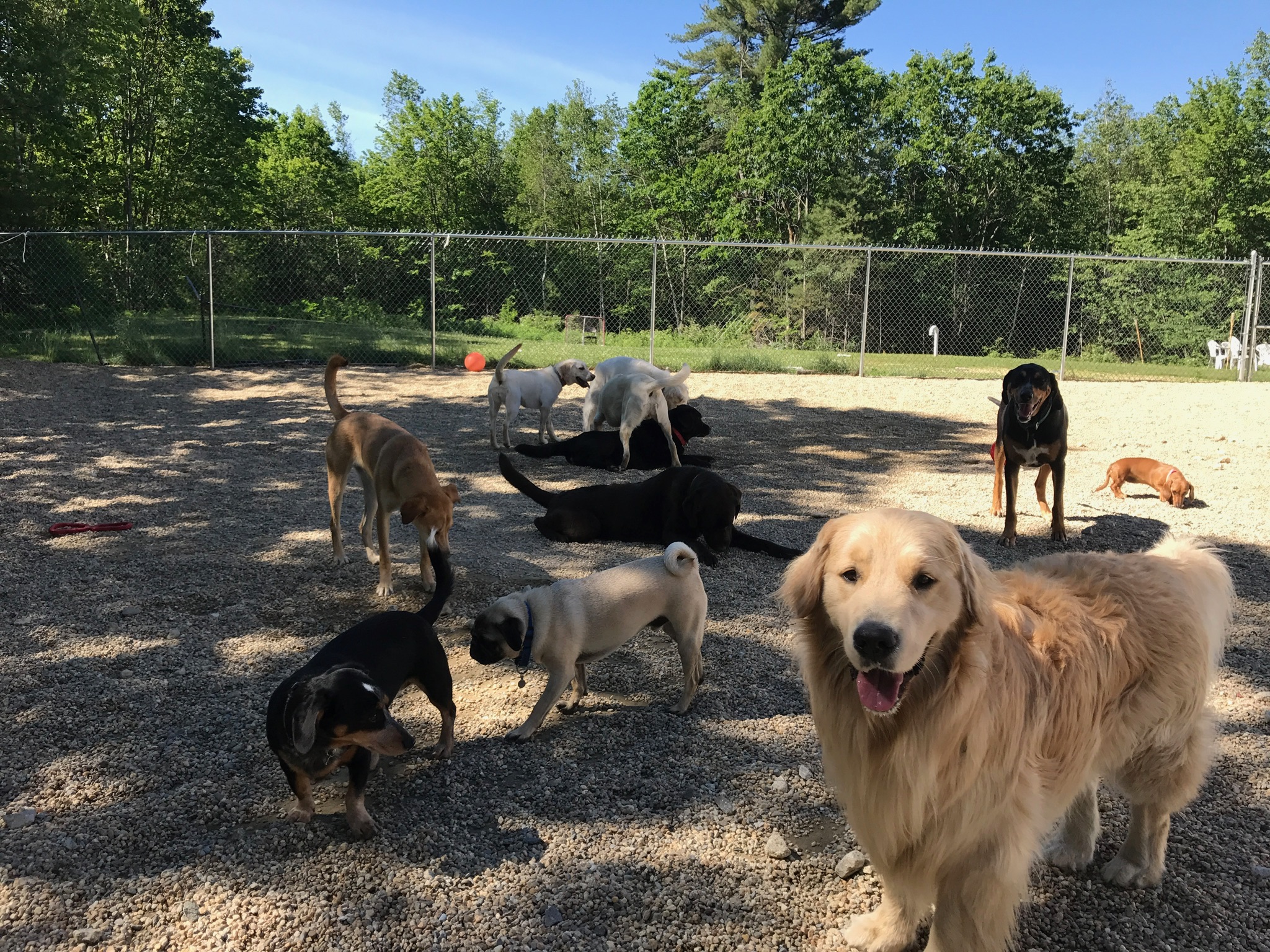 Daycare – The Rustic Dog Co.